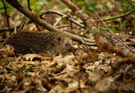 Igel