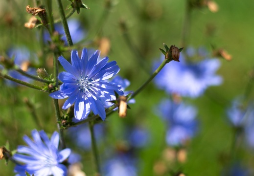 Blau