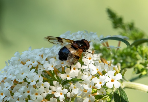 Weißbindige Hummelschwebfliege