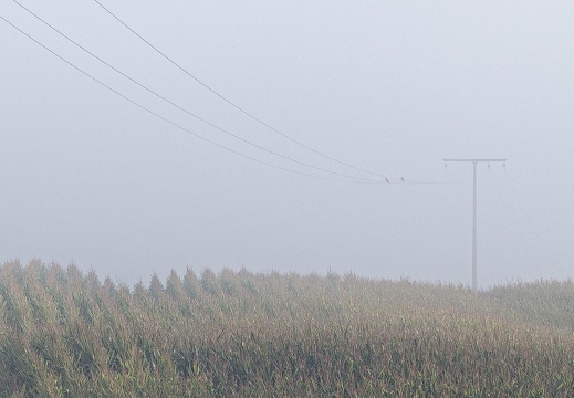 Nebel