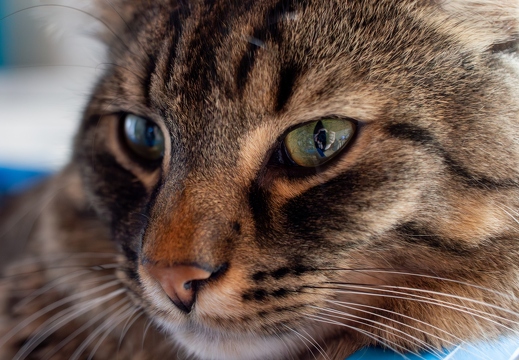 Gestörter Mittagsschlaf