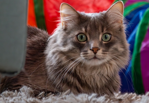 Million Dreamies Stare