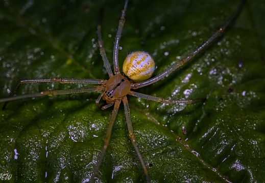 Kugelspinne 