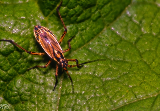 Prachtwanze