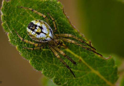 Streifen-Kreuzspinne