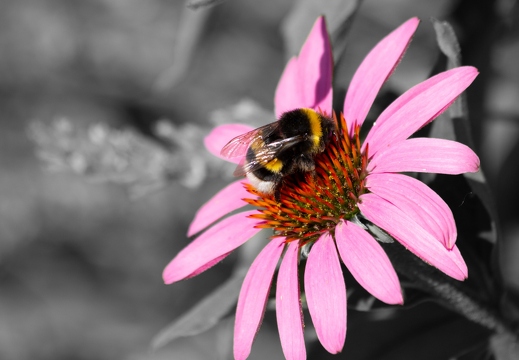 Hummel