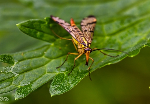 Skorpionsfliege  