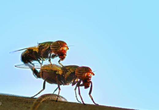 Bremsen bei der Paarung  