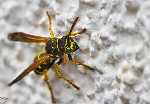 Europäische Papierwespe (Polistes-dominula)