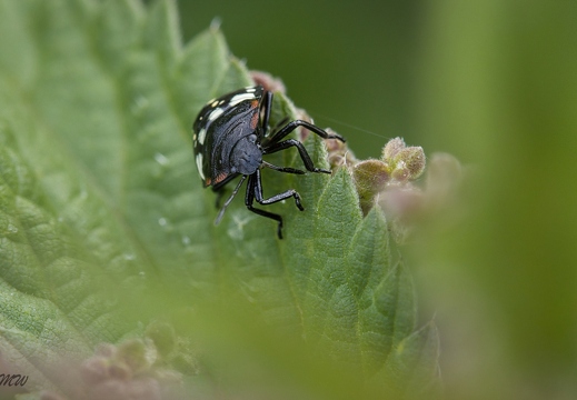 Grüne Reiswanzen/Südliche Stinkwanzen (Junglarven)