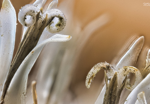 Neues aus der Blumenwiese