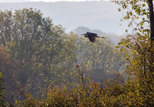 Reiher im Flug