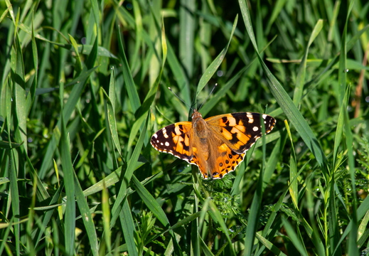 Distelfalter