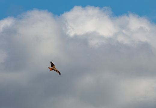 Free Flight