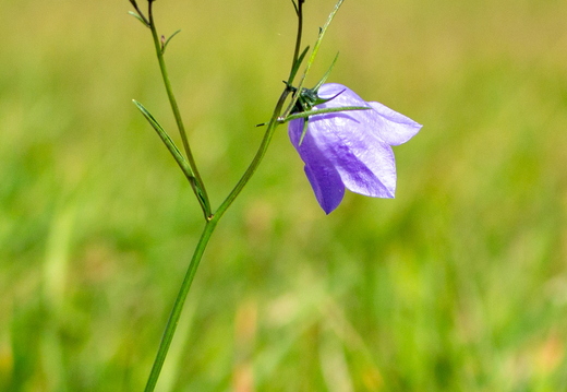 Glockenblume
