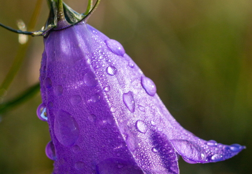 Glockenblume im Morgentau