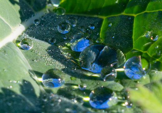 Wasserperlen
